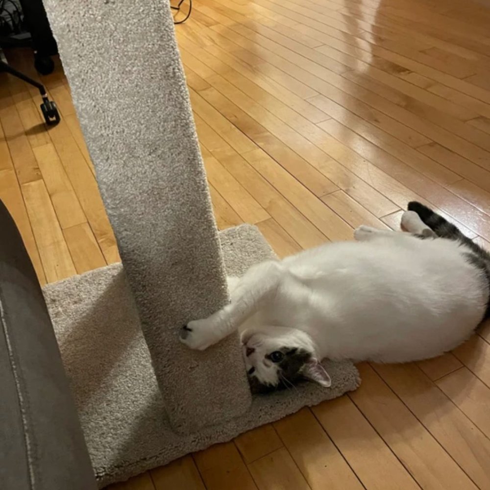 COPY - New A-Frame Cat Scratching Post - Picture 8 of 10